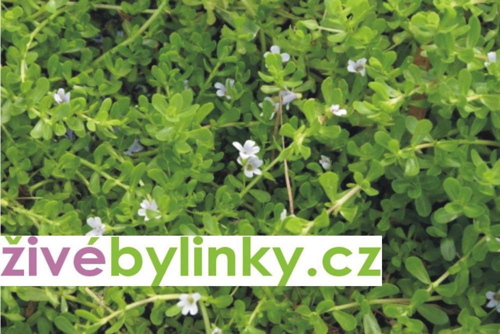Brahmi (Bacopa monnieri)