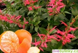 Brazilská mandarinková šalvěj (Salvia elegans ´Scarlet Tangerine´)