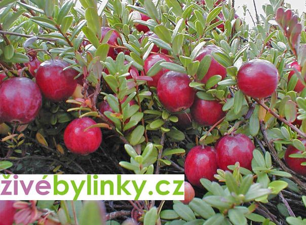Brusinka velkoplodá KLIKVA ´Big Pearl´ (Vaccinium macrocarpon)