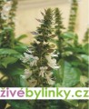 Bazalka vytrvalá zelená (Ocimum x hybrida ´Magic White´) 