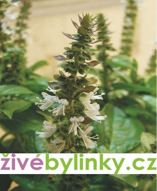 Bazalka vytrvalá zelená (Ocimum x hybrida ´Magic White´)