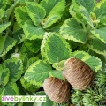 Cedrový panašovaný Rýmovník (Plectranthus sp.variegatus)