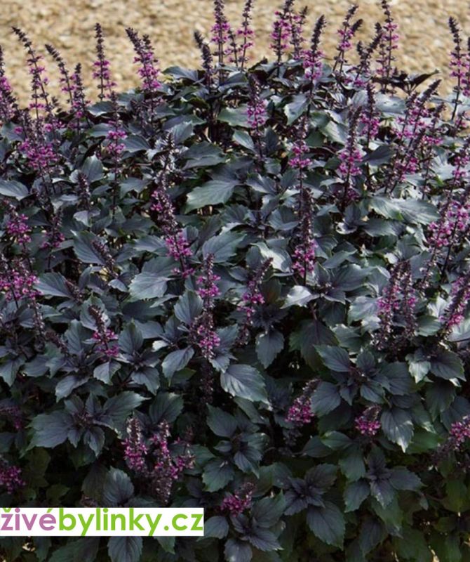 Černá americká bazalka (Ocimum herbalea 'Wild Magic℗) - RARITA