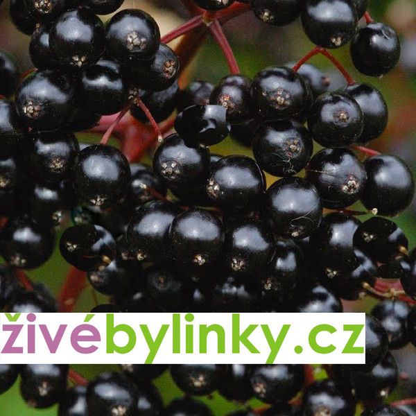 Velkoplodý černý bez Korsar (Sambucus nigra ´Korsar´)