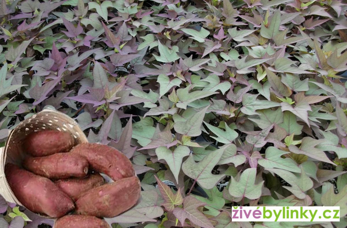 Červené batáty, Sladké brambory - odrůda Sakura (Ipomea batata)