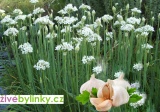 Česneková pažitka (Allium tuberosum)