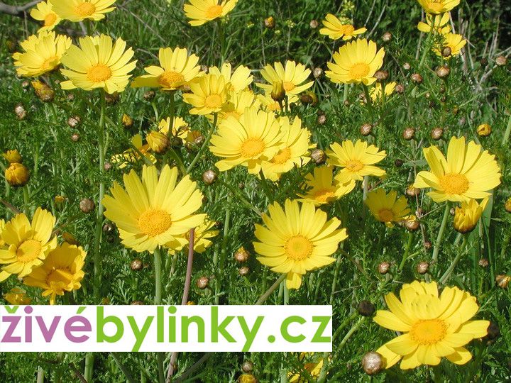 Čínská jedlá chryzantéma (Chrysanthemum coronarium)