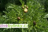 Čínská jedlá chryzantéma (Chrysanthemum coronarium)