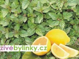 Citronová máta (Mentha piperita var. citrata)