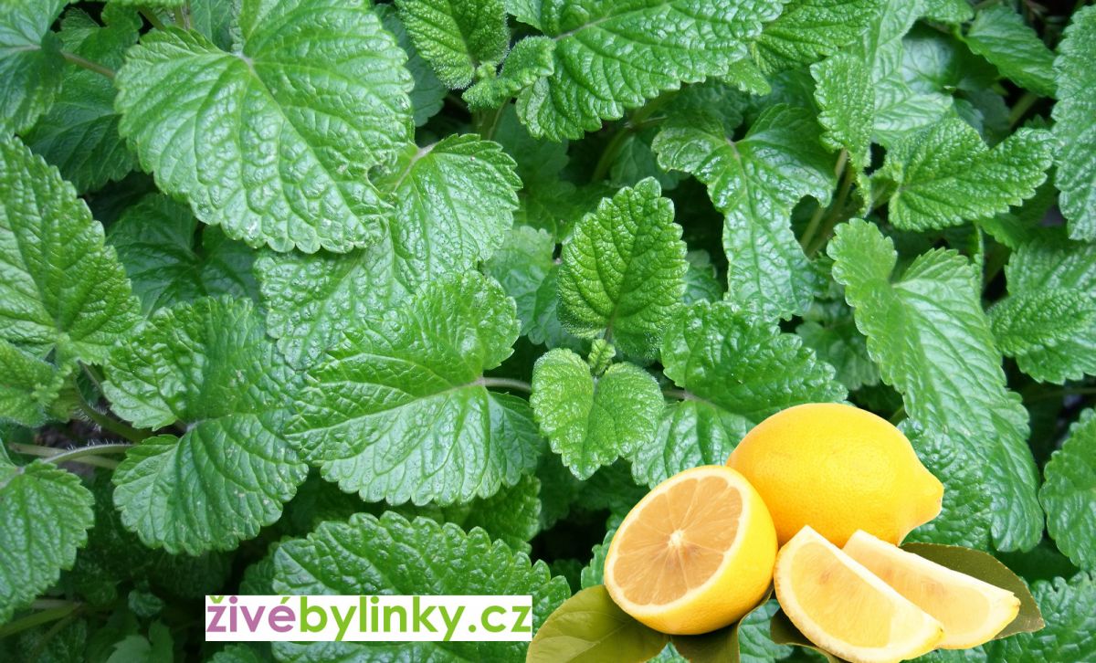 Citronová meduňka (Melissa officinalis ´Lemon Balm´)