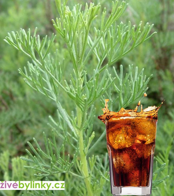 Cola bylinka (Artemisia abrotanum var. maritima ´Cola´)