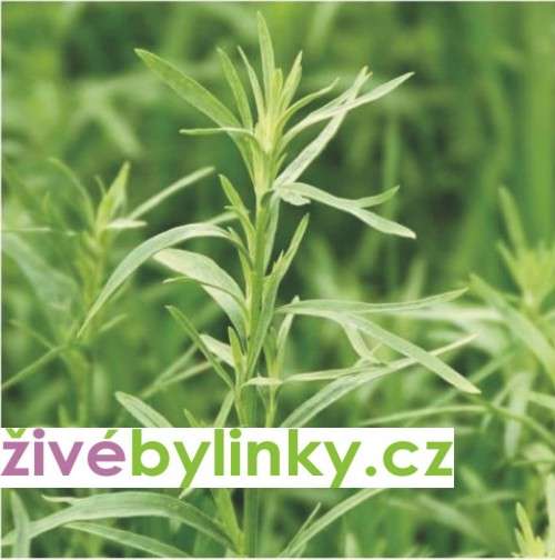 Francouzský estragon ´Pfefferkorn´ (Artemisia drancunculus ´Pfefferkorn´)