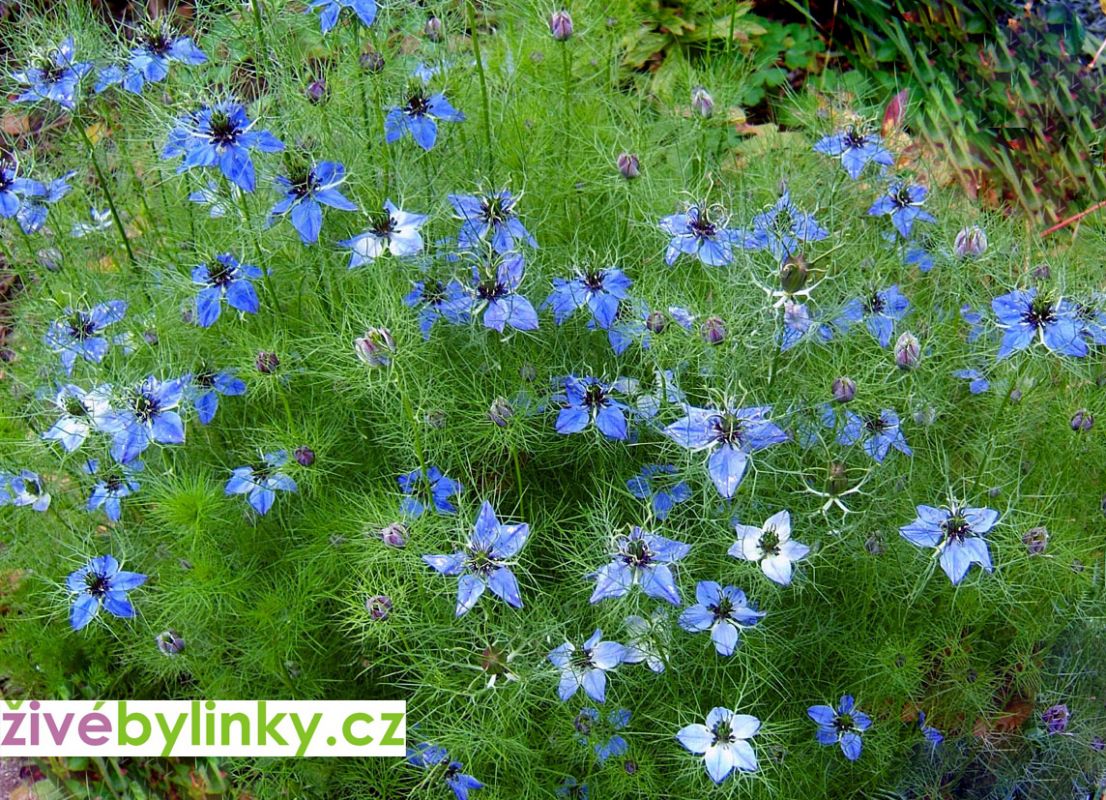 Damašský kmín (Nigella damascena)