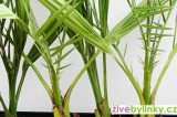 Datlovník kanárský (Phoenix canariensis)