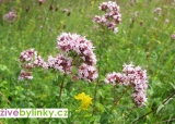 Divoká horská majoránka, Pamajorán (Origanum vulgare ´Wilder Majoran´)