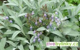 Divoká izraelská šalvěj lékařská (Salvia officinalis ´Nazareth´)