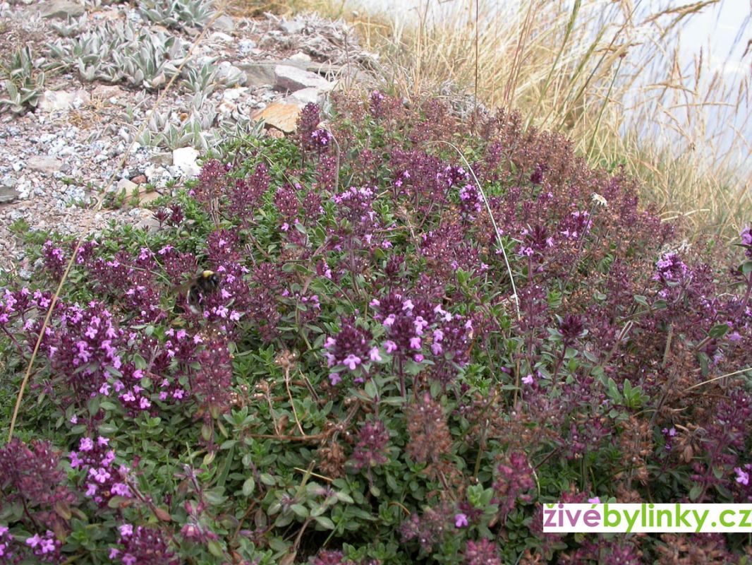 Divoký izraelský tymián (Thymus pulegioides ´Tabor´ )