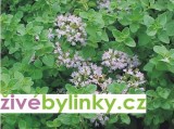 Dobromysl obecná (Origanum vulgare)