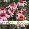 Echinacea - třapatka (Echinacea purpurea) 