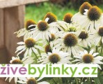 Echinacea bílá - třapatka bílá (Echinacea purpurea ´Alba´) 