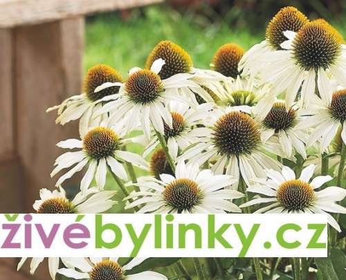 Echinacea bílá - třapatka bílá (Echinacea purpurea ´Alba´)