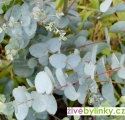 Eucalyptus - blahovičník (Eucalyptus pulverulenta ´Baby Blue´)