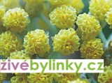Kari koření (Helichrysum italicum ´Aladin´)