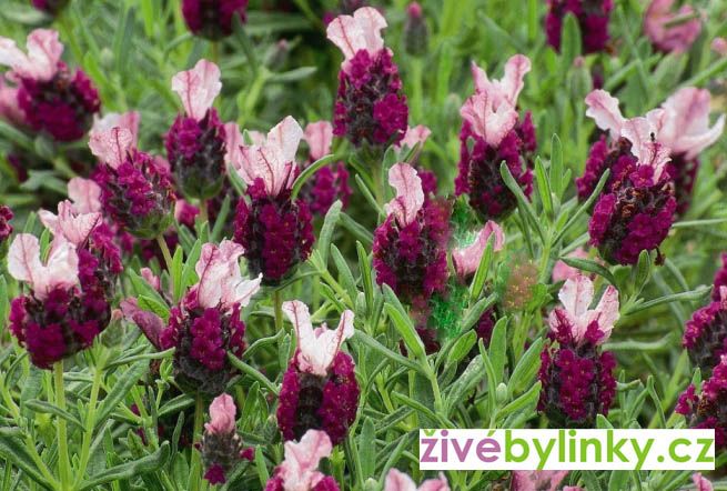 Francouzská motýlová levandule - červená (Lavandula stoechas ´Kew Red´)