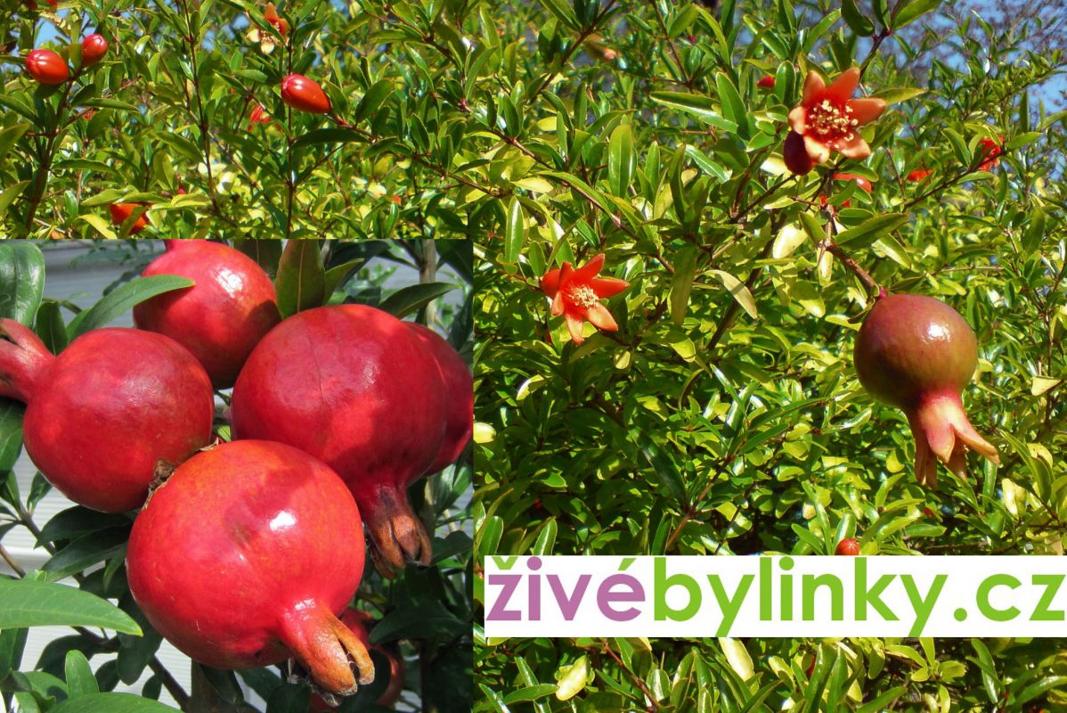 Granátové jablíčko (Punica granatum var. nana)