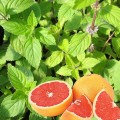 Grepová máta (Mentha suaveolens × piperita"Grapefruit")