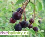 Indiánská borůvka - muchovník (Amelanchier lamarckii)