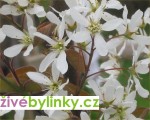 Indiánská borůvka - muchovník (Amelanchier lamarckii)