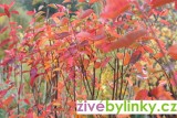 Indiánská borůvka - muchovník (Amelanchier lamarckii)