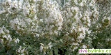 Izraelská horská bylinka (Micromeria fruticosa)