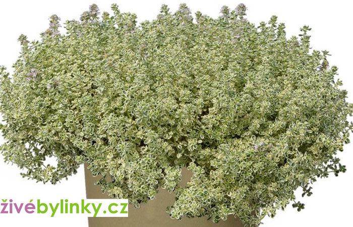 Izraelský bílý tymián (Thymus spp. ´Sparkling Bright´)