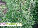 Jablečník obecný (Marrubium vulgare)