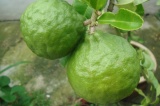 Kafrová limeta, Mauricijská papeda (Citrus hystrix)