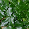 Kafrová limeta, Mauricijská papeda (Citrus hystrix) - velké 2leté rostliny
