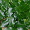 Kafrová limeta, Mauricijská papeda (Citrus hystrix)