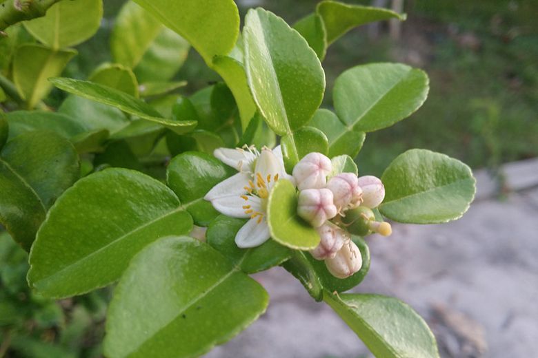 Kafrová limeta, Mauricijská papeda (Citrus hystrix) - velké 2leté rostliny