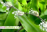 Kalísie vonná - Zlatý vlas (Callisia fragrans)