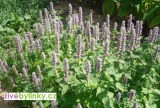 Korejské mátové Agastache (Agastache rugosa)