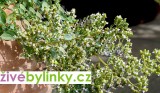 Krétské oregáno (Origanum hirtum ´Kreta´)