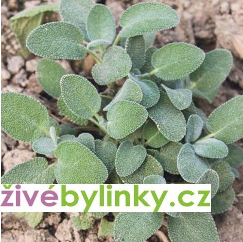 Kulinářská šalvěj ´Culinaria´ (Salvia officinalis ´Culinaria´)