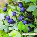 Lesní borůvka (Vaccinium myrtillus)