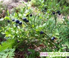 Lesní borůvka (Vaccinium myrtillus)