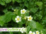 Lesní jahodník ´Rujana´(Fragaria vesca ´Rujana´)
