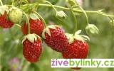 Lesní jahodník ´Rujana´(Fragaria vesca ´Rujana´)