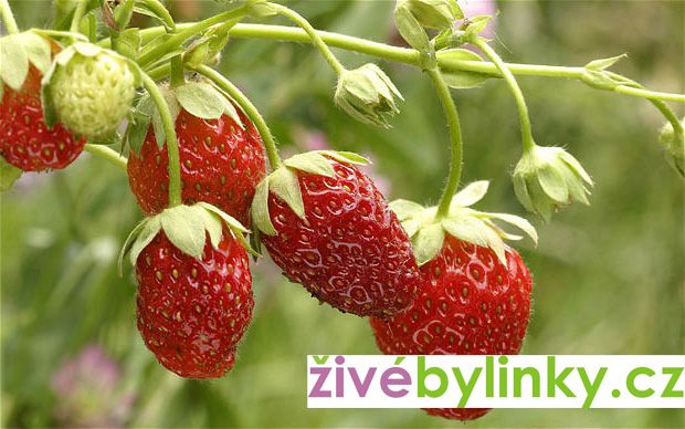Lesní jahodník ´Rujana´(Fragaria vesca ´Rujana´)