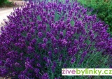 Levandule lékařská fialová (Lavandula officinalis ´Bee Zee Dark Blue´)